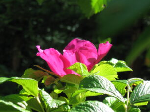 Wildrosenblüte, die von der Sonne angestrahlt wird. Die pinken Blütenblätter und die grünen Blätter leuchten vor dem dunklen Hintergrund.