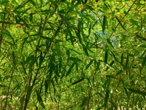 Bambuspflanzen und -blätter vor blauem Himmel